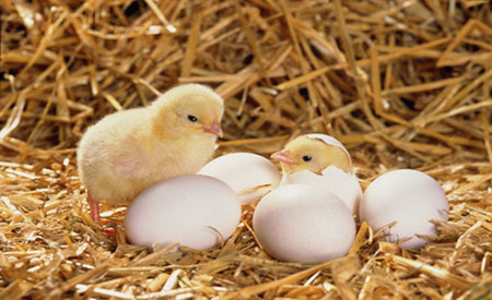 9 cách ấp trứng gà đơn giản bà con không thể bỏ qua