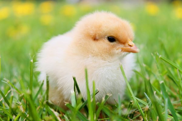 ga con khoe manh Máy Ấp Trứng Trường Sa