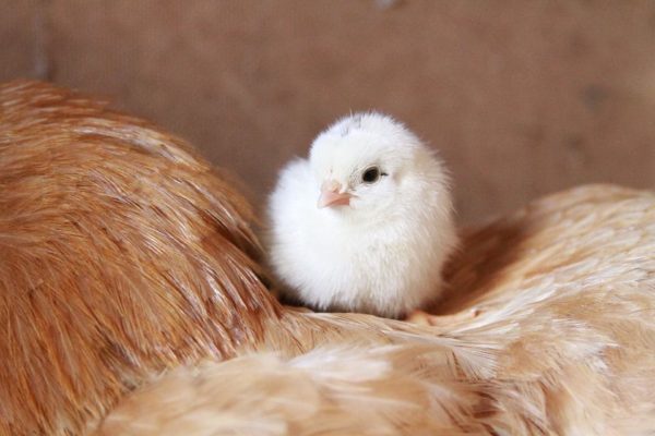 ga khoe manh Máy Ấp Trứng Trường Sa