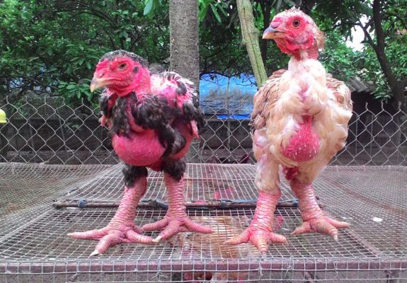 nuoi ga dong cao 2 Máy Ấp Trứng Trường Sa