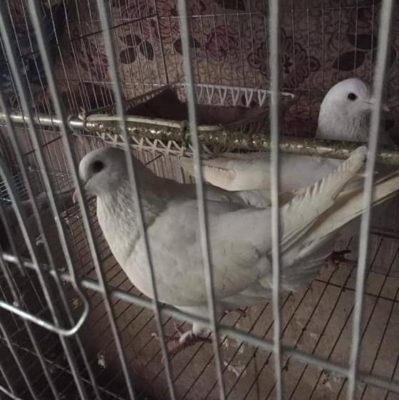 bo cau Máy Ấp Trứng Trường Sa