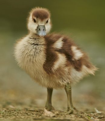 goose 379393 640 Máy Ấp Trứng Trường Sa