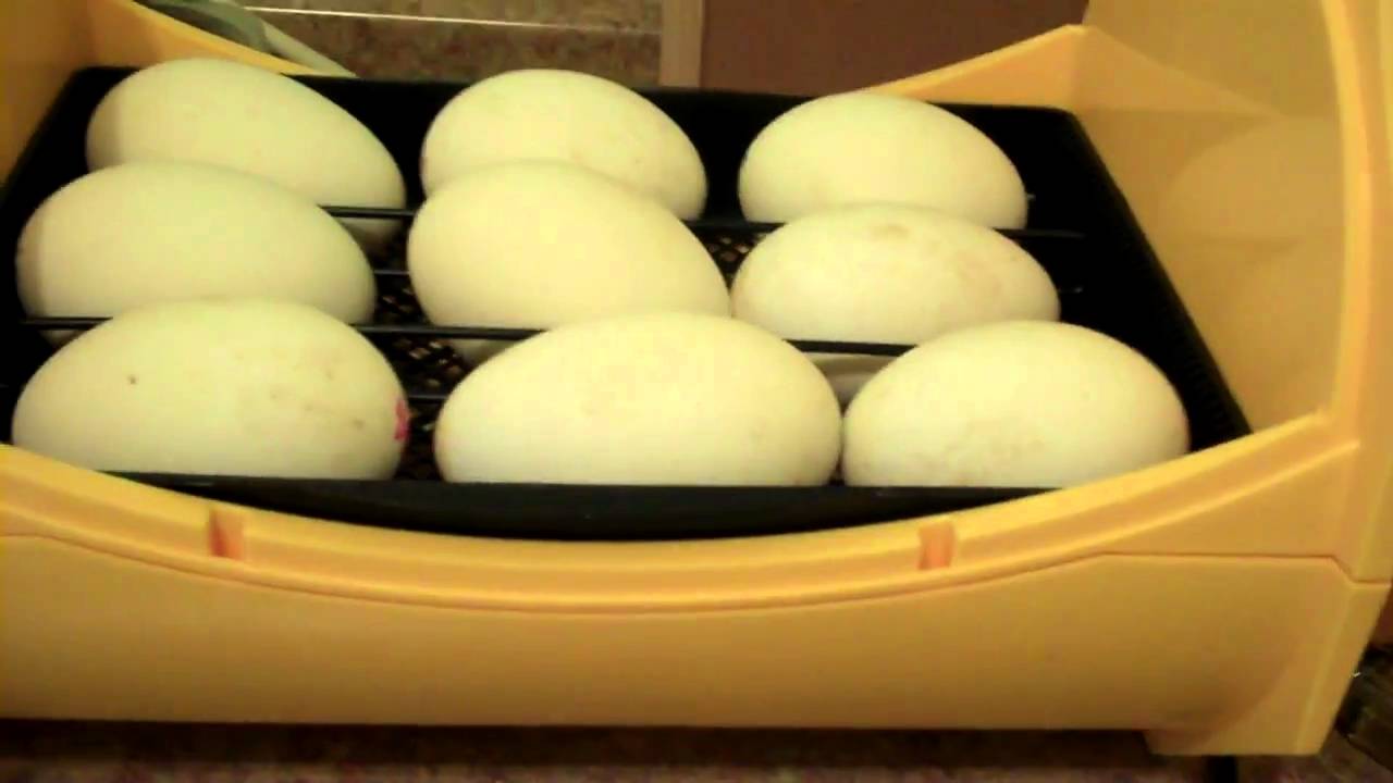 Trứng ngỗng ấp bao nhiêu ngày thì nở ? Cách ấp trứng ngỗng bằng máy -Bao nhiêu ngày thì nở