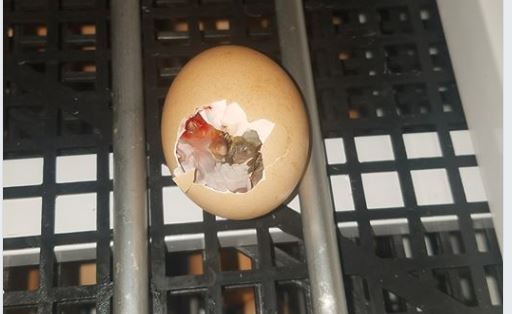 Trứng gà khẻ mỏ nhưng không nở được